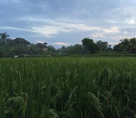 Buda Merta Ubud